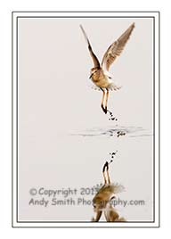 Lesser Yellowlegs Taking off